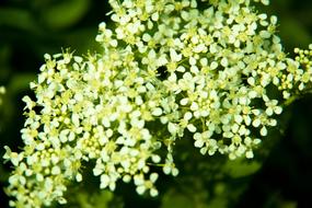 Green Flower Field