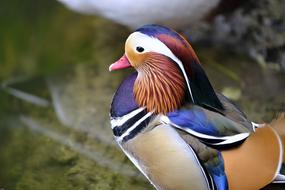 Red duck