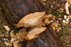 Nature Wood Tree Balance