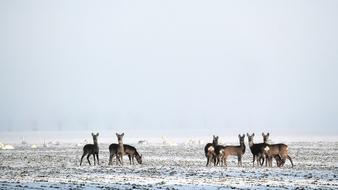 Winter Snow Deer Fallow