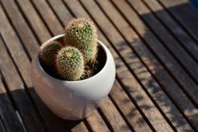 Cactus Flowerpot Balcony