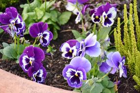 purple flowers in the bed