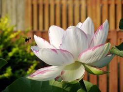 Lotus Flower White
