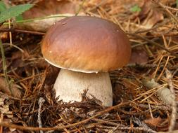 Mushroom Boletus macro blur
