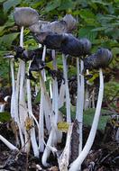 Mushrooms Lamellar Disc Fungus