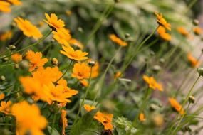 Flowers Orange Nature