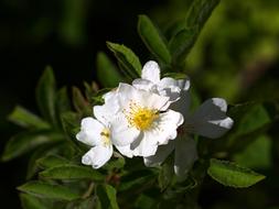 mini white flowers