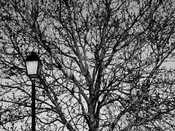 Tree Branches Season