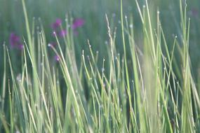 Grass Nature Flora