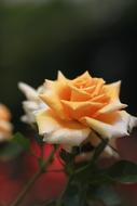 Rose Flowers Buds