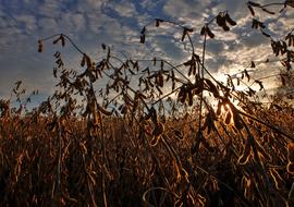 Soybeans Harvest Agriculture