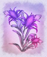 flowers flower purple flower