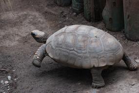 Turtle Reptilia Slow