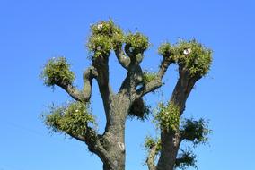 tree poles in the greenery