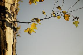 tree leaves branch view