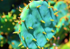 Cactus Flora Leaf