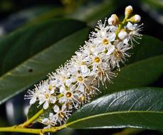 Cherry Laurel Inflorescence Flower