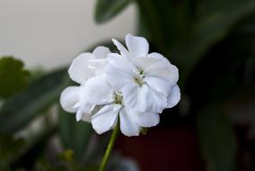 white flowers on the stem
