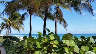 Palm Beach Tropical