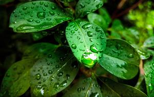 Plant Green Leaf Rain