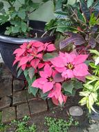 Kastuba Poinsettia