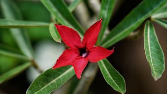 Impala Lily Deep