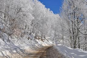 Winter Snow Frost