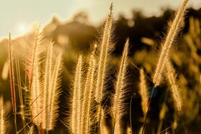 Flowering Grass By Nature A