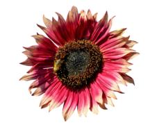 Sunflower Flower Bloom