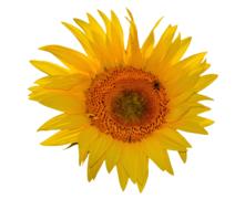 Sunflower Flower Bloom