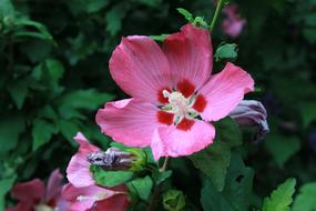 Flower Plant Nature