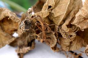 Dry Leaves Blight