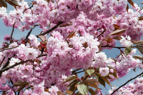 Flower Tree Blossom Cherry