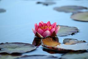 Water Lily Pond Nature