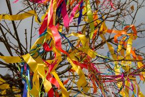 Tree Grinding Colorful