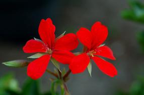 Flower Nature Plant