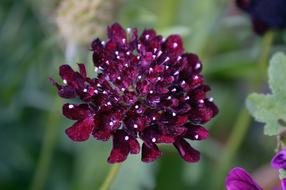 Nature Flower Flora