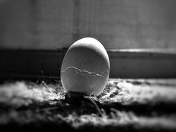 broken lonely egg