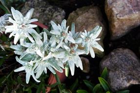 green flowers with a white rim