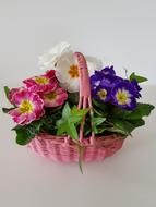 Flower Basket Primroses Primula