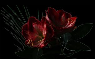 fractalius knights star amaryllis