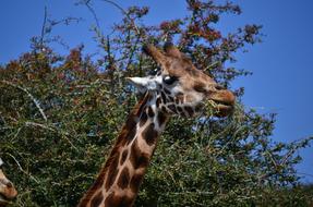 Nature Giraffe Wildlife