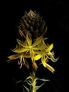 fractalius junker lily yellow flower