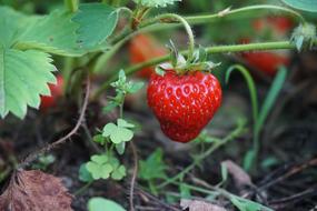 garden juicy berry