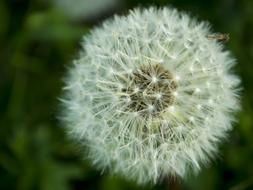 Dandelion macro blur