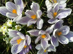 Crocus Flower Nature