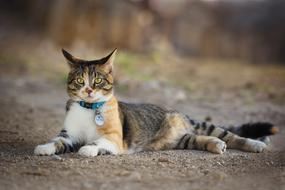 Nature Animal Mammal