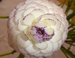 Blossom Bloom Flower