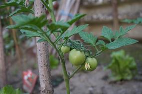 Green Tomatoes Seedling