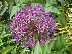 The Plot Flowers Nature